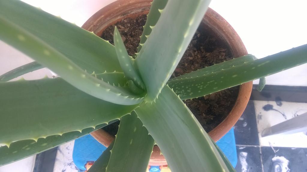 Selvatica Alojamiento Eco (Adults Only) Μεντεγίν Εξωτερικό φωτογραφία