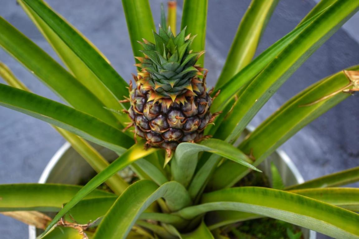 Selvatica Alojamiento Eco (Adults Only) Μεντεγίν Εξωτερικό φωτογραφία